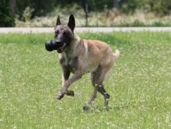 Kong Extreme Kauspielzeug Für Hunde -Angebote Hundeshop Store 1016447 Product