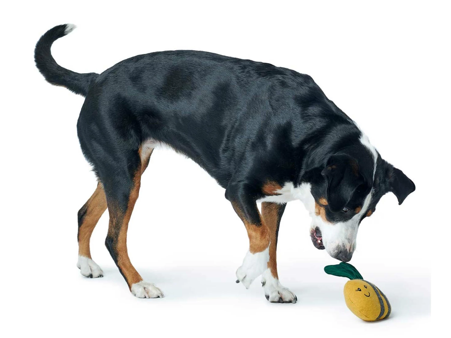 Hunter Hundespielzeug Florenz Plüschtier Hummel 2 Hunter Hundespielzeug Florenz Plüschtier Hummel – Bild 2