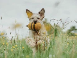 Hunter Hundespielzeug Florenz Plüschtier Hummel 7 Hunter Hundespielzeug Florenz Plüschtier Hummel -Angebote Hundeshop Store 1028904 Product