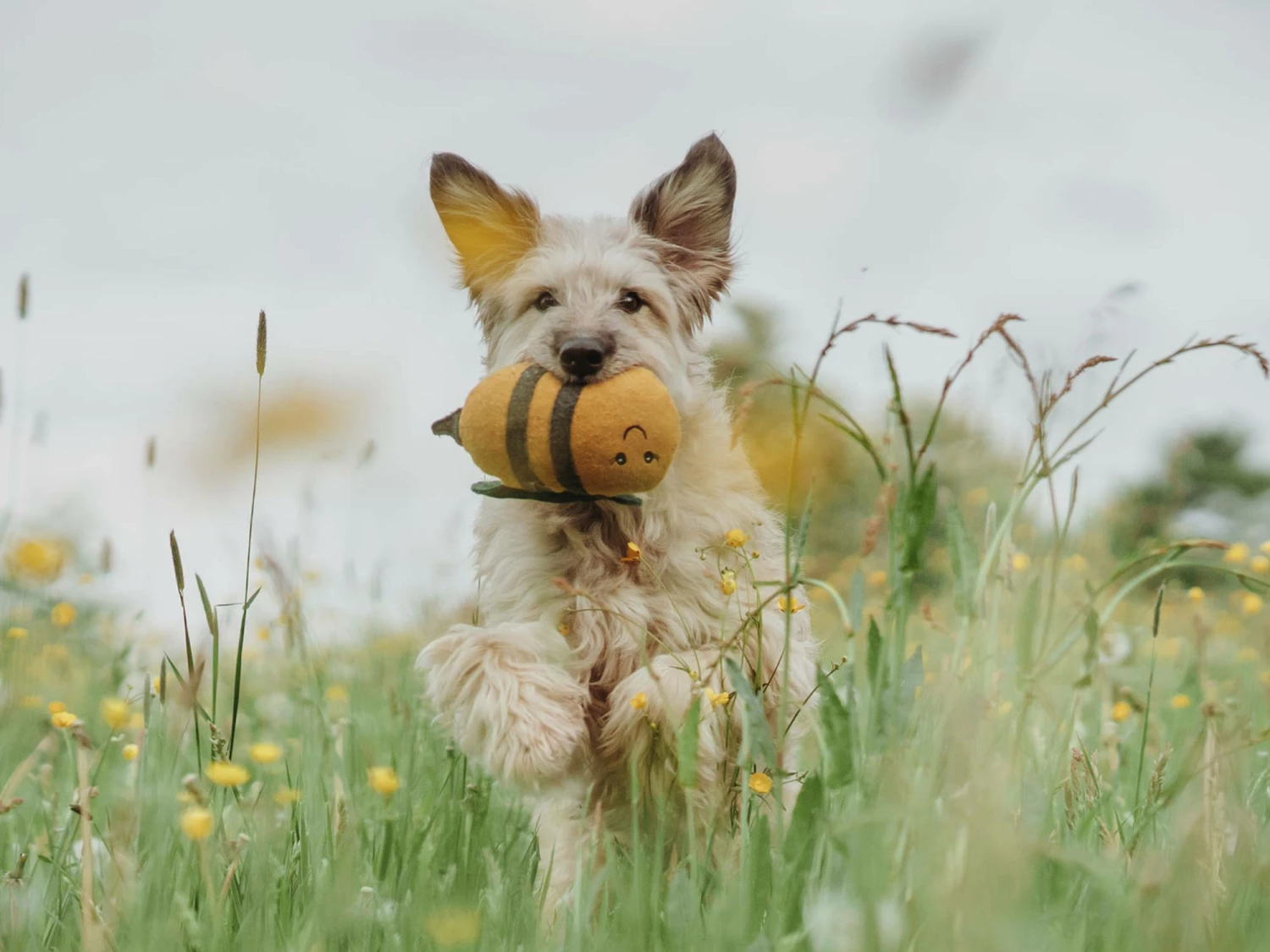 Hunter Hundespielzeug Florenz Plüschtier Hummel 4 Hunter Hundespielzeug Florenz Plüschtier Hummel – Bild 4