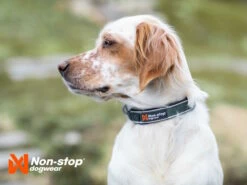 Non-Stop Dogwear Hundehalsband Roam Collar Orange 7 Non-Stop Dogwear Hundehalsband Roam Collar Orange -Angebote Hundeshop Store 1035910 Product