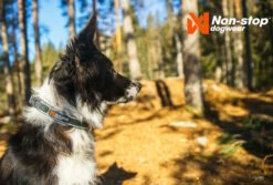 Non-Stop Dogwear Hundehalsband Roam Collar Orange 8 Non-Stop Dogwear Hundehalsband Roam Collar Orange -Angebote Hundeshop Store 1035911 Product