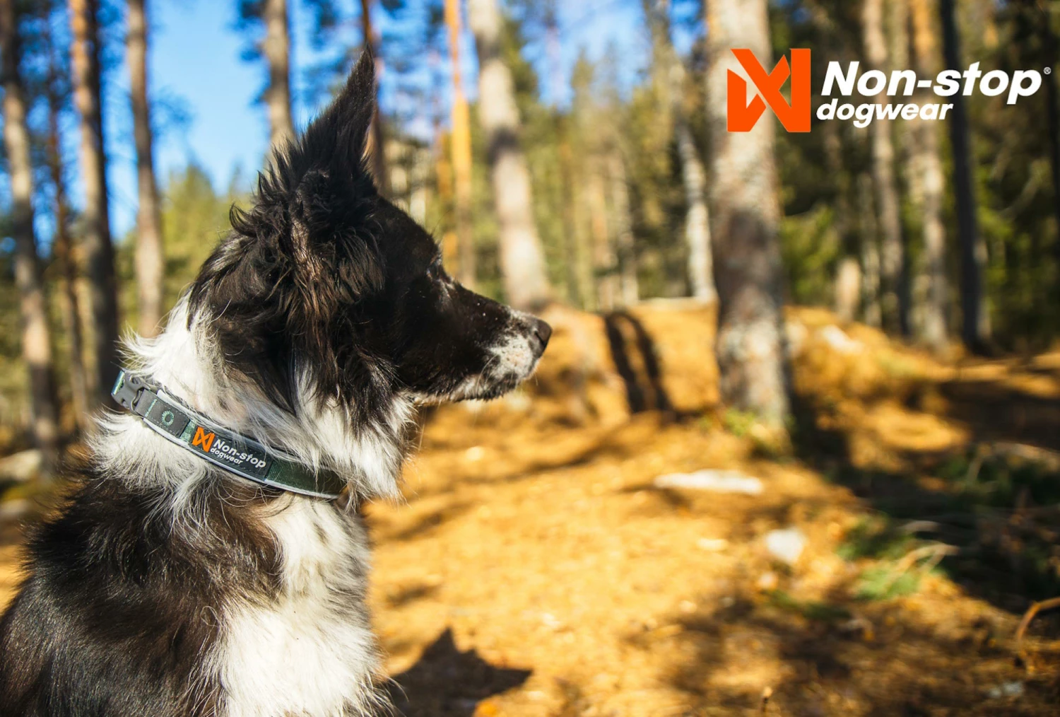 Non-Stop Dogwear Hundehalsband Roam Collar Orange 4 Non-Stop Dogwear Hundehalsband Roam Collar Orange – Bild 4