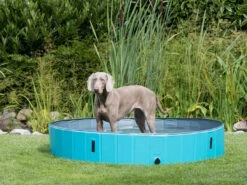 Trixie Hundepool Planschbecken Für Hunde -Angebote Hundeshop Store 1041148 Product
