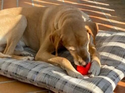 Moby Softbaits Soft Hundeball Pink -Angebote Hundeshop Store 1046502 Product