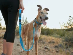 Ruffwear Web Reaction™ Martingal Hundehalsband Blue Dusk -Angebote Hundeshop Store 1057174 Product