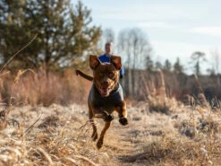 Ruffwear® Climate Changer™ Pullover Für Hunde Glacier -Angebote Hundeshop Store 1058871 Product