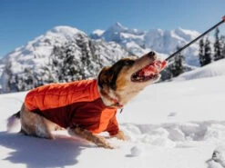Ruffwear Powder Hound™ Winterjacke Für Hunde Persimmon Orange 16 Ruffwear Powder Hound™ Winterjacke Für Hunde Persimmon Orange -Angebote Hundeshop Store 1071886 Product