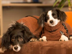 Dryup Cape Hundebademantel Mini Braun -Angebote Hundeshop Store 403318 Product