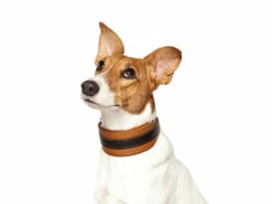 Windhundhalsband Wüstenzauber Cognac/schwarz -Angebote Hundeshop Store 460503 Product