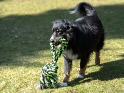 Knoten Tauring 5 Knoten Tauring -Angebote Hundeshop Store 482094 Product