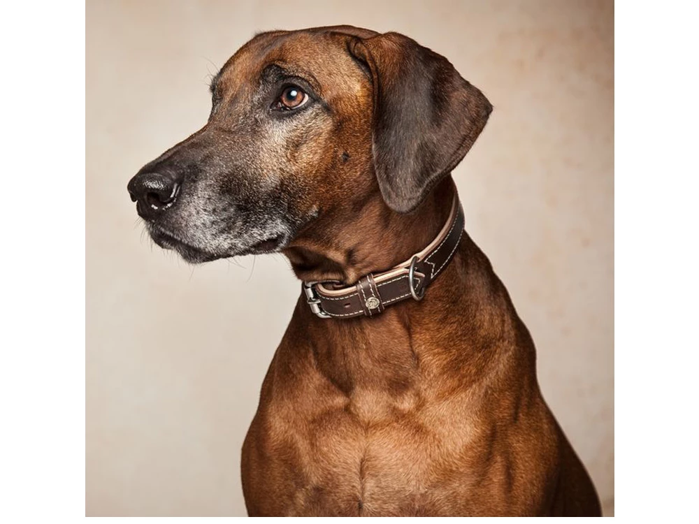 Hundehalsband Traumfänger Rind-Lammleder Schwarz/kiesel 3 Hundehalsband Traumfänger Rind-Lammleder Schwarz/kiesel – Bild 3