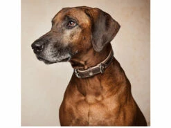 Hundehalsband Traumfänger Rind-Lammleder Havanna/creme 5 Hundehalsband Traumfänger Rind-Lammleder Havanna/creme -Angebote Hundeshop Store 539915 Product