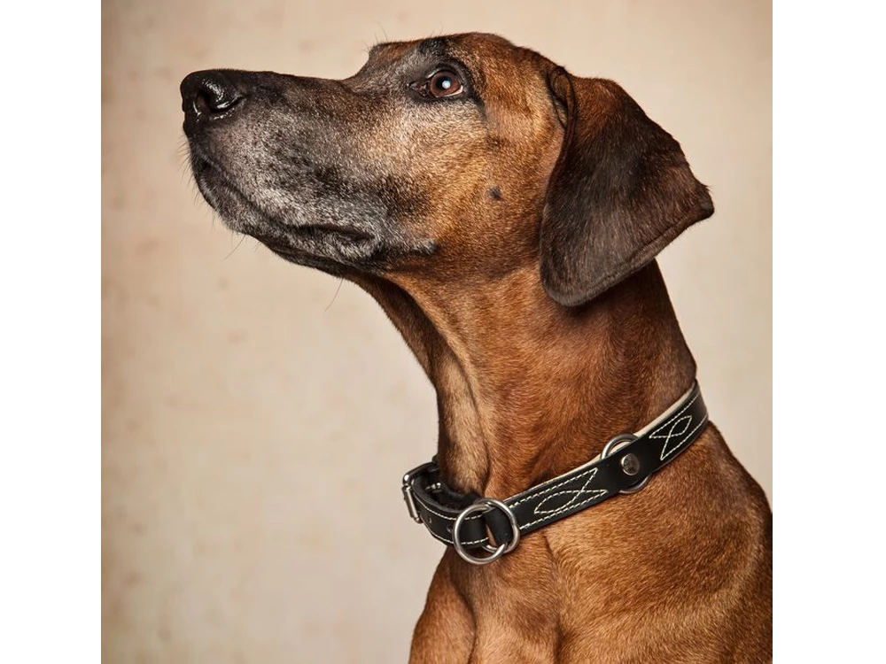 Zugstopp Hundehalsband Waldbursche Havanna/creme 3 Zugstopp Hundehalsband Waldbursche Havanna/creme – Bild 3