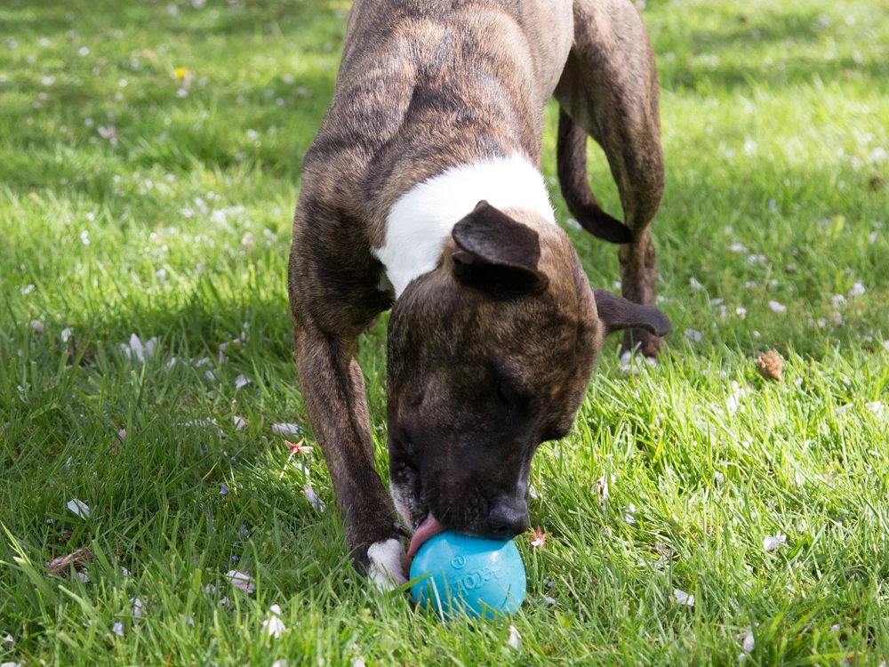 Beco Ball Snackball Large 2 Beco Ball Snackball Large – Bild 2