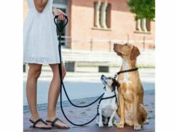 Angebote Hundeshop Store -Angebote Hundeshop Store 629870 Product