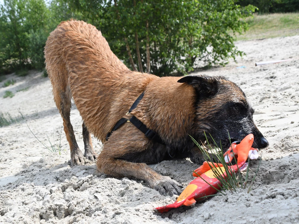 Hundespielzeug Hozies Billy Bengal Feuerwehrschlauch 6 Hundespielzeug Hozies Billy Bengal Feuerwehrschlauch – Bild 6