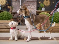 Dog Copenhagen Urban Explorer V2 Halsband Purple Passion -Angebote Hundeshop Store 676310 Product