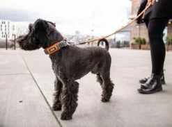 Dog Copenhagen Urban Explorer V2 Halsband Wild Rose -Angebote Hundeshop Store 676452 Product