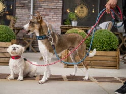 Dog Copenhagen Urban Rope V2 Hundeleine Black -Angebote Hundeshop Store 681247 Product