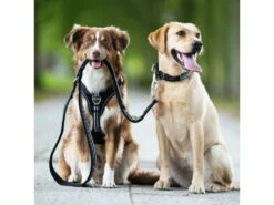 Angebote Hundeshop Store -Angebote Hundeshop Store 906747 Product