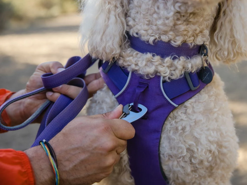 Ruffwear Front Range™ 2.0 Hundeleine Purple Sage 4 Ruffwear Front Range™ 2.0 Hundeleine Purple Sage – Bild 4