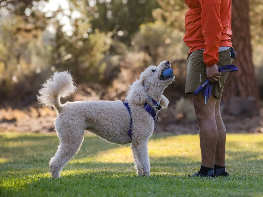 Ruffwear Turnup™ Befüllbares Hundespielzeug Heliotrop Purple 5 Ruffwear Turnup™ Befüllbares Hundespielzeug Heliotrop Purple – Bild 5