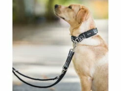 Wolters Active Pro Führleine Schwarz/schwarz -Angebote Hundeshop Store 916734 Product