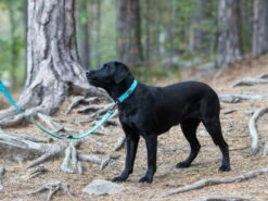 Angebote Hundeshop Store -Angebote Hundeshop Store 929913 Product