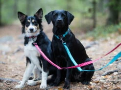 Rukka Pets Hundeleine Twist Eco Red -Angebote Hundeshop Store 929946 Product