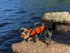 Rukka Pets Schwimmweste Für Hunde Safty Orange 8 Rukka Pets Schwimmweste Für Hunde Safty Orange -Angebote Hundeshop Store 930655 Product
