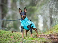 Rukka Pets Regenjacke Für Hunde Hase Aqua -Angebote Hundeshop Store 930958 Product