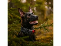 Rukka Pets Neopren Halsband Cube Soft Gepolstert -Angebote Hundeshop Store 931655 Product