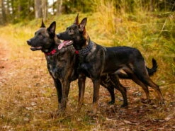 Rukka Pets Neopren Halsband Cube Soft Gepolstert -Angebote Hundeshop Store 931656 Product