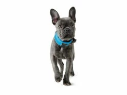 Hunter Divo Hundehalsband Hellblau/grau -Angebote Hundeshop Store 939584 Product