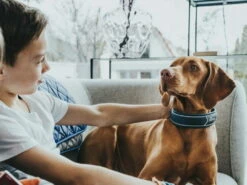 Hunter Divo Hundehalsband Blau/grau 8 Hunter Divo Hundehalsband Blau/grau -Angebote Hundeshop Store 939823 Product