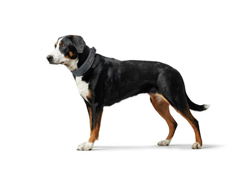 Hunter Divo Hundehalsband Grau 4 Hunter Divo Hundehalsband Grau – Bild 4