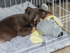 Angebote Hundeshop Store -Angebote Hundeshop Store 999195 Product