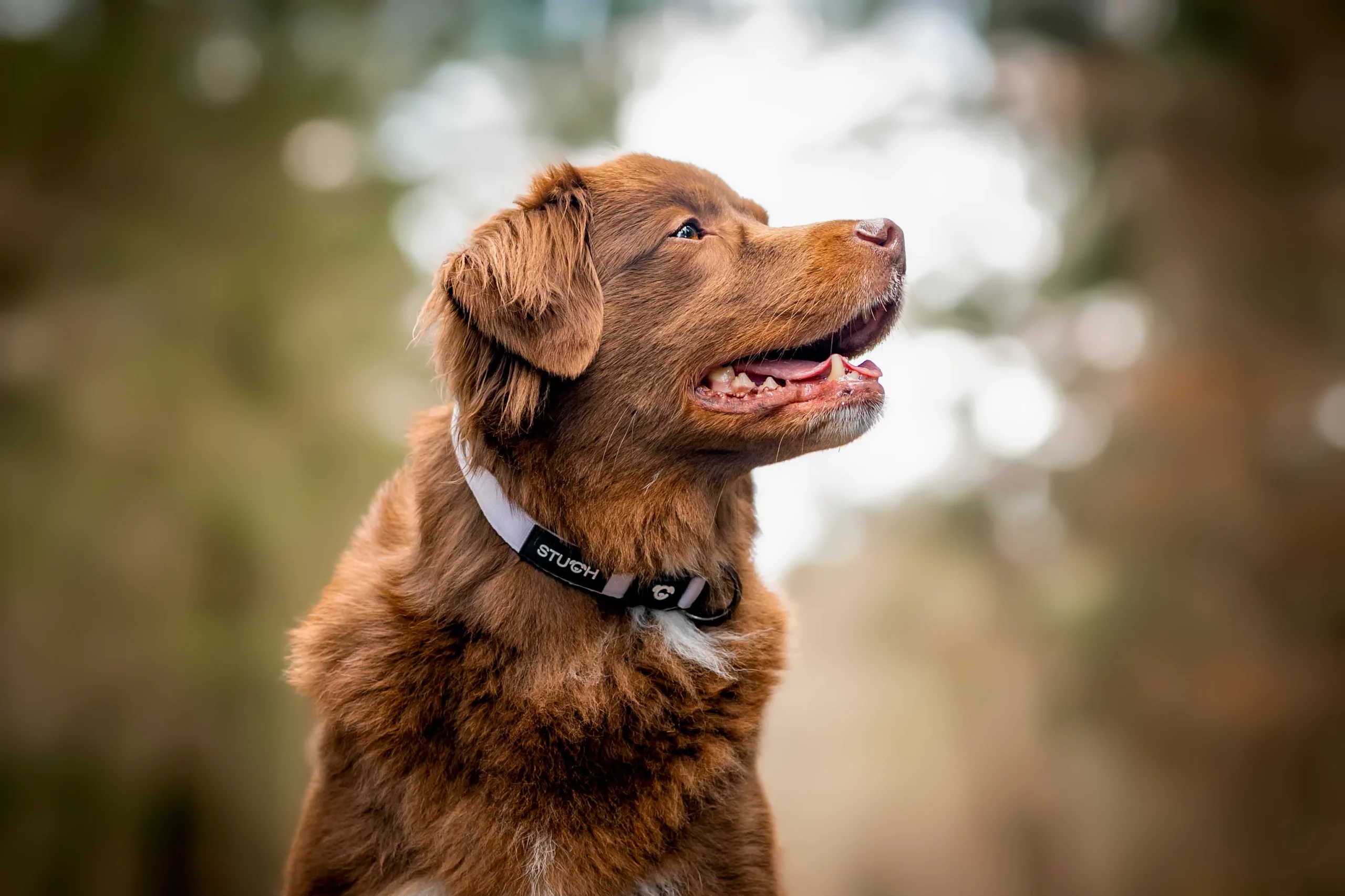 Angebote Hundeshop Store -Angebote Hundeshop Store DSC4485 scaled