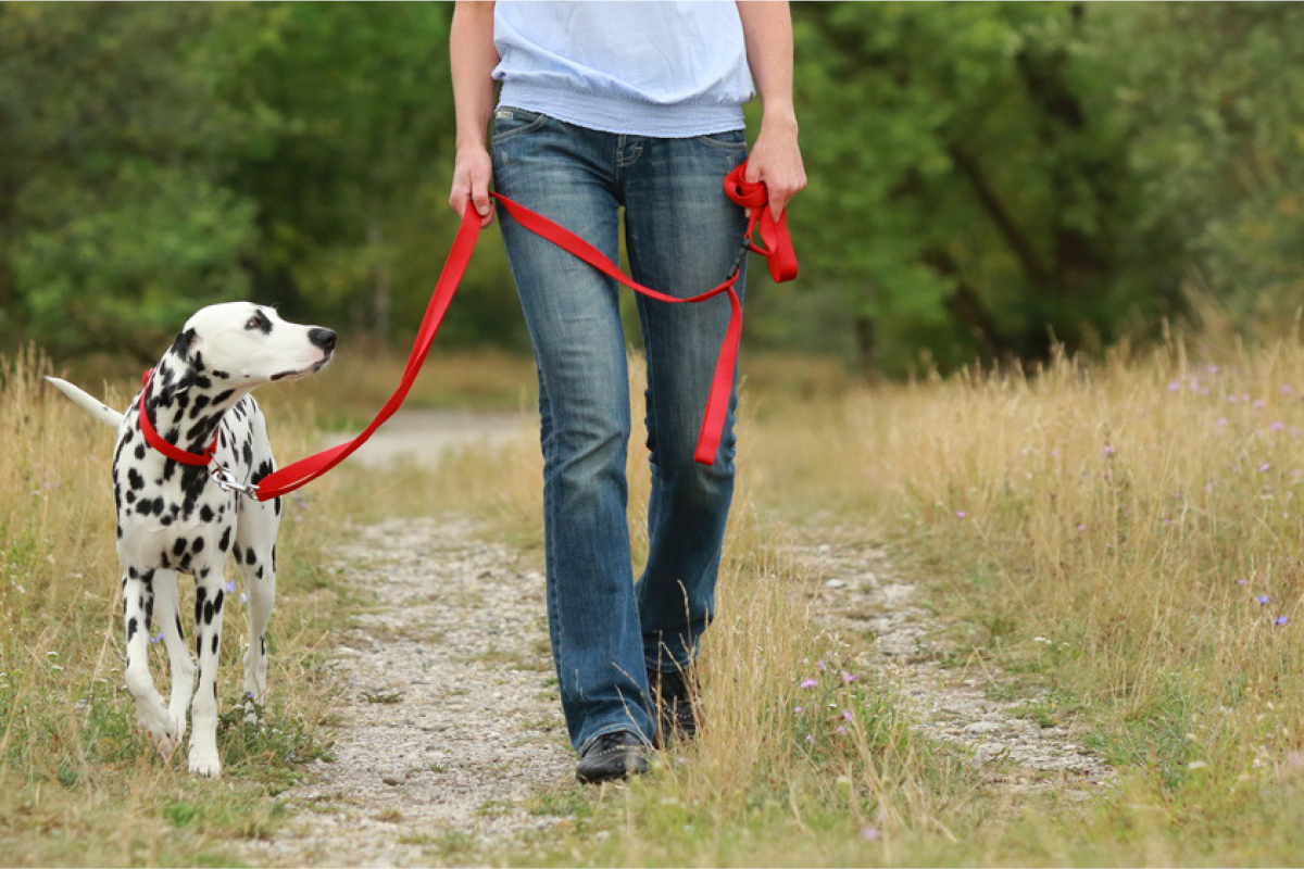 Angebote Hundeshop Store -Angebote Hundeshop Store hundemagazin.info beitrag hundeleine fuer hunde