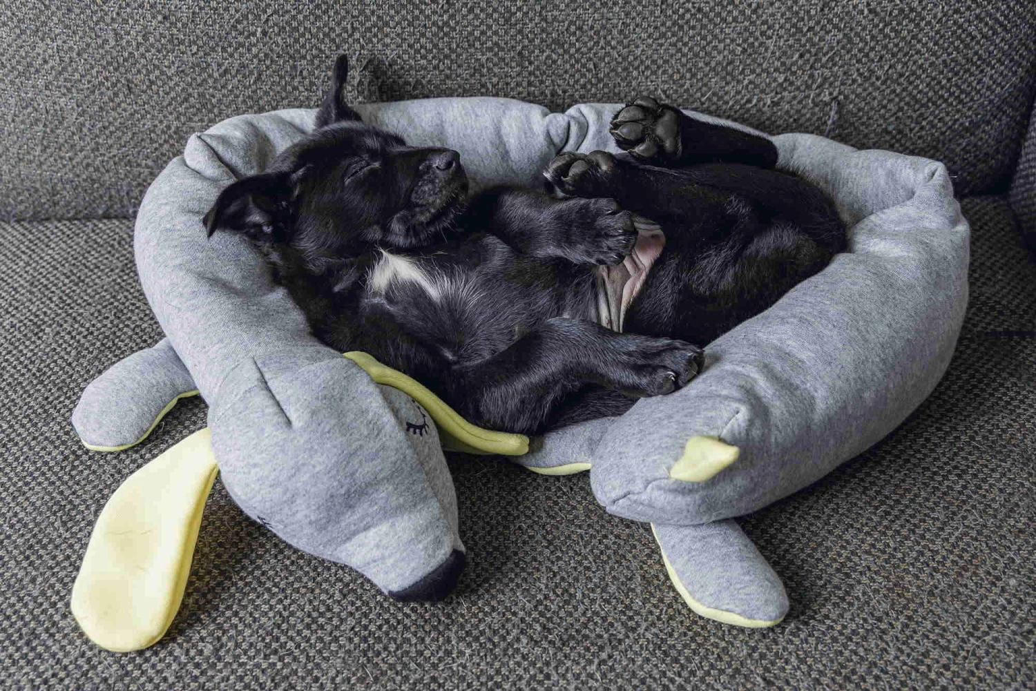 Hello Puppy Welpen Schlafrolle Doggy 3 Hello Puppy Welpen Schlafrolle Doggy – Bild 3